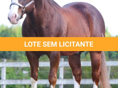LOTE -100 - SECOND AMENDENT (Coberturas)
