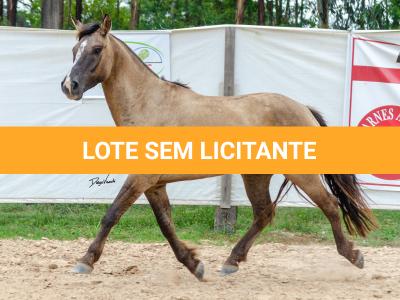LOTE 011 - ATREVIDO ESM DA PPMP