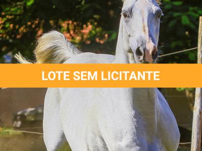 LOTE 006 - MY LADY CAT
