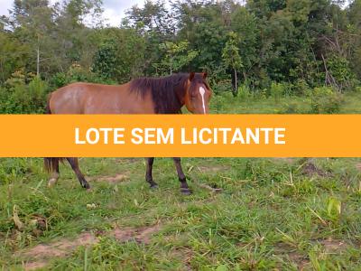 LOTE 019 - CANÁRIO DOS IPÊS