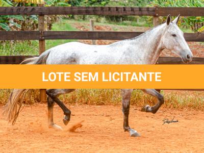 LOTE 017 - BETANIA DA NOVA TRADIÇÃO