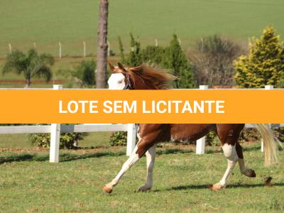 LOTE 024 - RUGER SHINING GUN