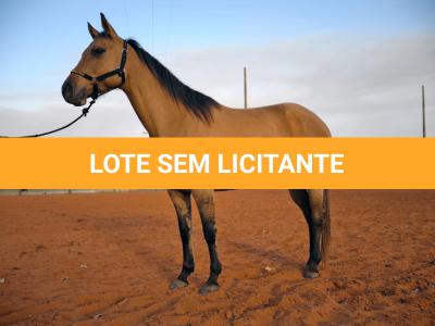 LOTE 004 - DAKOTA BARS LADY