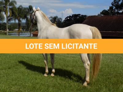 LOTE 023 - STYLISH DUN IT