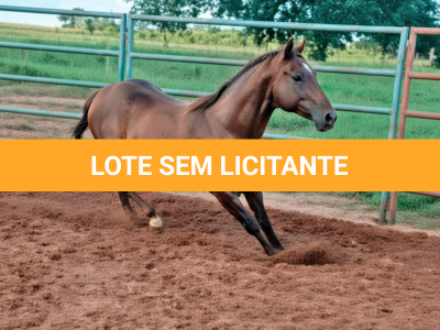 LOTE 006 - A STREAK TO LIBERTY