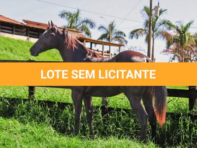 LOTE 005 - DOC S METALIC BAR TZ