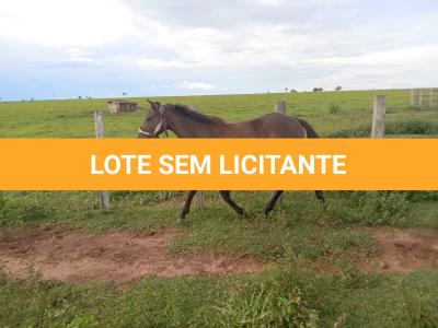 LOTE 006 - BELLA BULLET DOCTOR