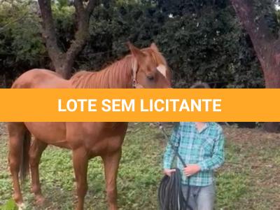 LOTE 009 - KING ZANA G2