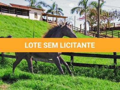 LOTE 005 - DOC S METALIC BAR TZ