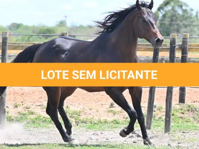 LOTE -100 - GRANITE LAKE MERRY (Venda de Cobertura)
