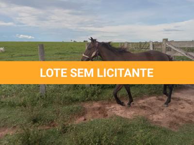 LOTE 006 - BELLA BULLET DOCTOR