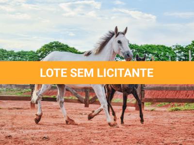 LOTE 003 - PEPITA TROUBLE JAY (3x1)