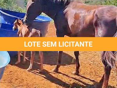 LOTE 004 - CRACKIN FOR YOU (3x1)