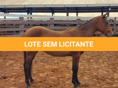 LOTE 001 - LFG MARRETA GUN