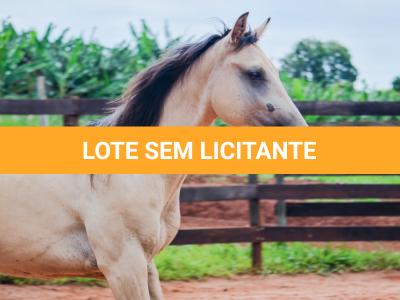 LOTE 011 - BOB DUN’IT MIME