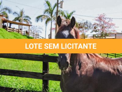 LOTE 005 - DOC S METALIC BAR TZ