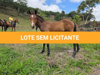 LOTE 014 - NOME A ESCOLHER (XUXA APOLO DOC)