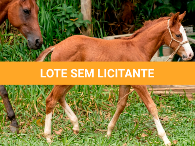 LOTE 016 - NOME A ESCOLHER (MONKEY GOTTA GUN)