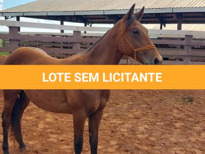 LOTE 001 - LFG MARRETA GUN