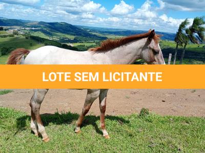 LOTE 020 - NOME A ESCOLHER (LILI A SHINE)