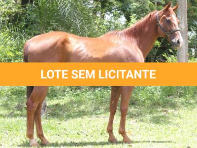 LOTE 005 - EMO DASH TOO