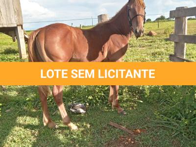 LOTE 010 - BRUTUS FIESTA