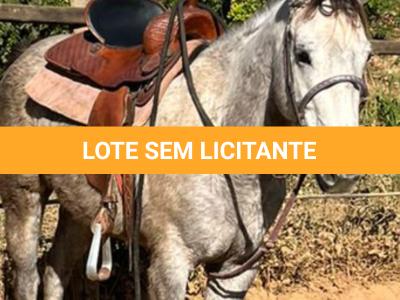 LOTE 001 - VALENTINA DASH (Ventre Livre)