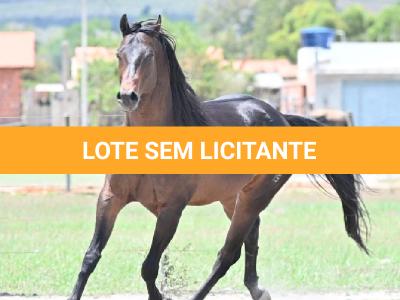 LOTE -100 - GRANITE LAKE MERRY (Venda de Cobertura)