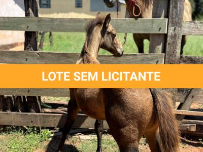 LOTE 013 - STONE SHINERS GUN