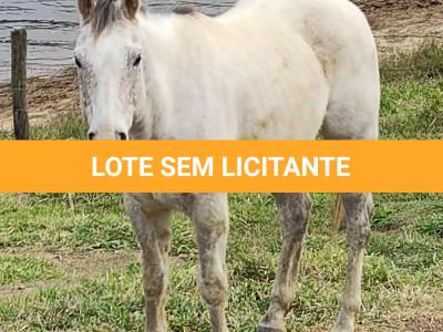 LOTE 022 - SUGARFOOT
