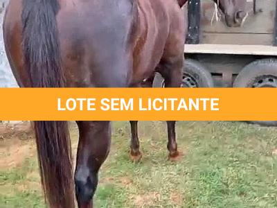 LOTE 004 - CRACKIN FOR YOU (3x1)