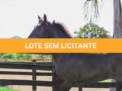 LOTE 005 - DOC S METALIC BAR TZ