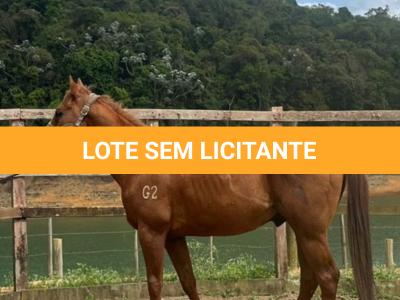 LOTE 009 - KING ZANA G2