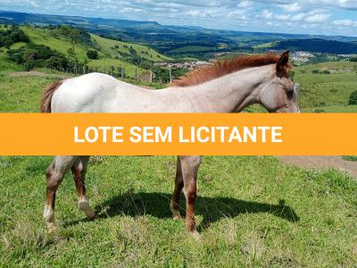 LOTE 020 - NOME A ESCOLHER (LILI A SHINE)