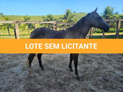 LOTE 012 - METALLICA PEPTO NC