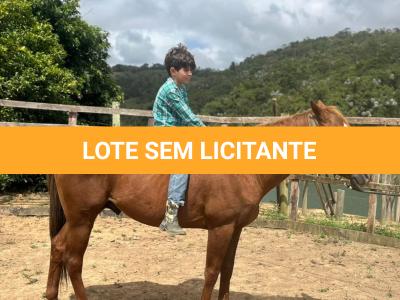 LOTE 009 - KING ZANA G2