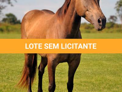 LOTE 010 - SINDY JAC CIELO