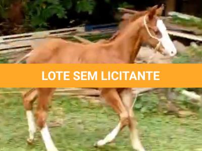 LOTE 016 - NOME A ESCOLHER (MONKEY GOTTA GUN)