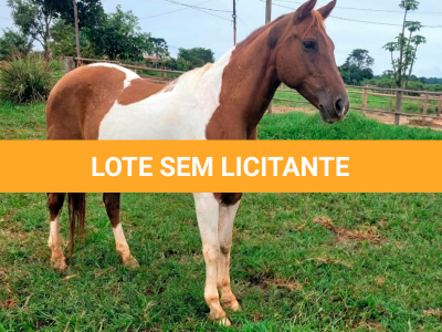 LOTE 007 - MISS ZORRERO ETERNAL