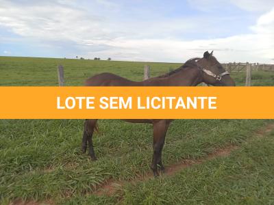LOTE 006 - BELLA BULLET DOCTOR