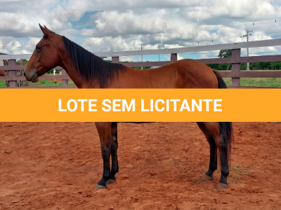 LOTE 001 - LFG MARRETA GUN
