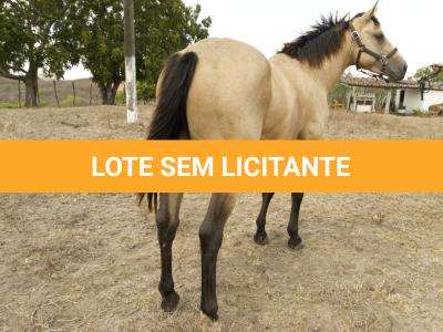 LOTE 008 - THUNDER BRIAN RMJ
