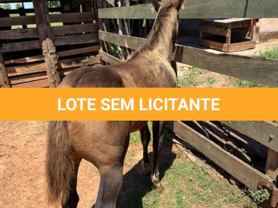 LOTE 013 - STONE SHINERS GUN