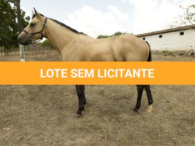 LOTE 008 - THUNDER BRIAN RMJ