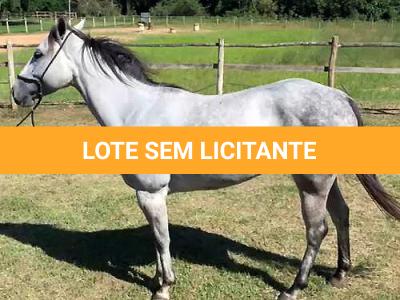 LOTE 001 - VALENTINA DASH (Ventre Livre)