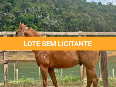 LOTE 009 - KING ZANA G2
