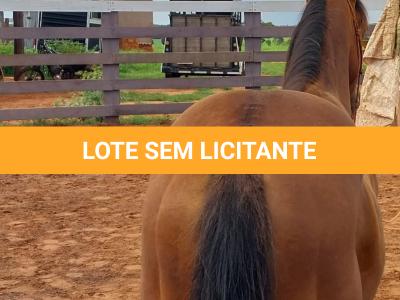 LOTE 001 - LFG MARRETA GUN
