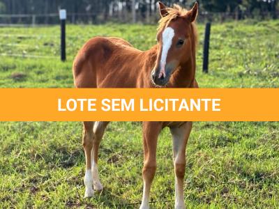 LOTE 018 - LAIDY BOY JAY