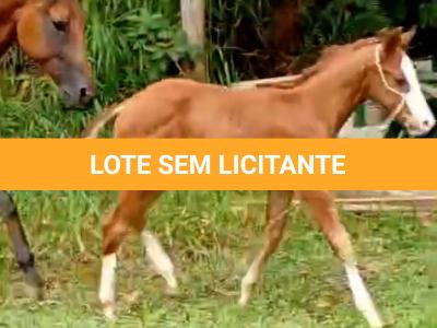 LOTE 016 - NOME A ESCOLHER (MONKEY GOTTA GUN)