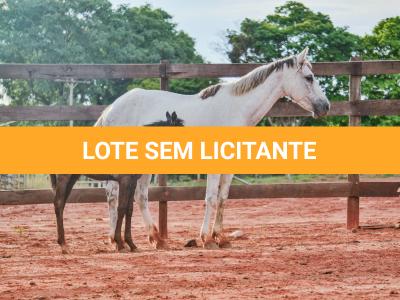 LOTE 003 - PEPITA TROUBLE JAY (3x1)